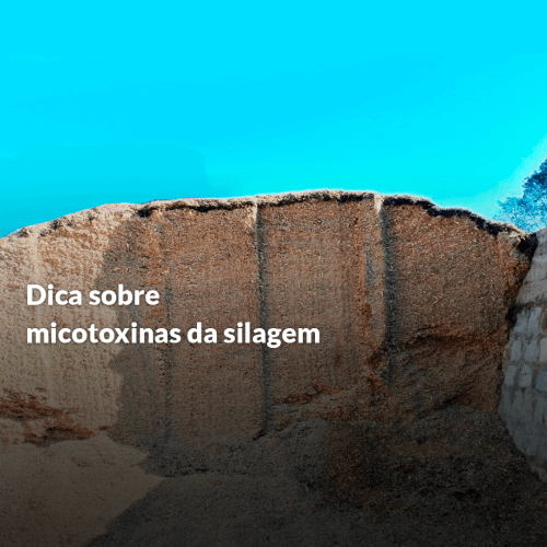 Dica sobre micotoxinas da silagem.