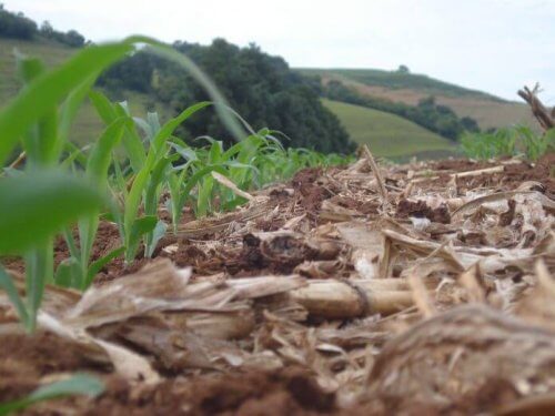 Potássio para a cultura do milho: o que o produtor precisa saber