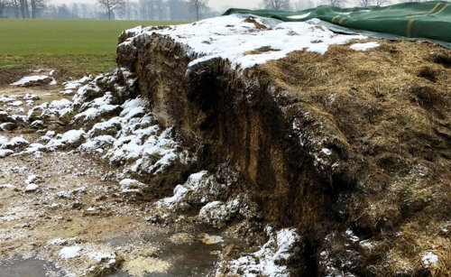 Perdas durante a ensilagem