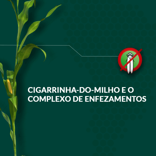 Cigarrinha-do-milho e o complexo de enfezamentos