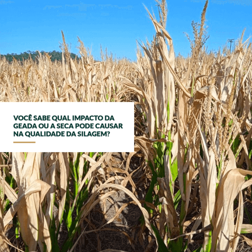 Seca e geada: Como minimizar os impactos na produtividade