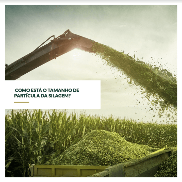 Como está o tamanho de partícula da silagem?