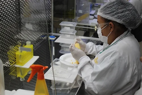 Sempre AgTech dispõe mais de 80 vagas de trabalho em Uberlândia